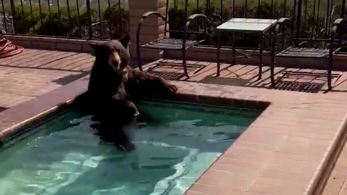 Medvěd se v horku zchladil v bazénu u vily v Kalifornii